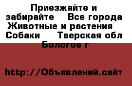 Приезжайте и забирайте. - Все города Животные и растения » Собаки   . Тверская обл.,Бологое г.